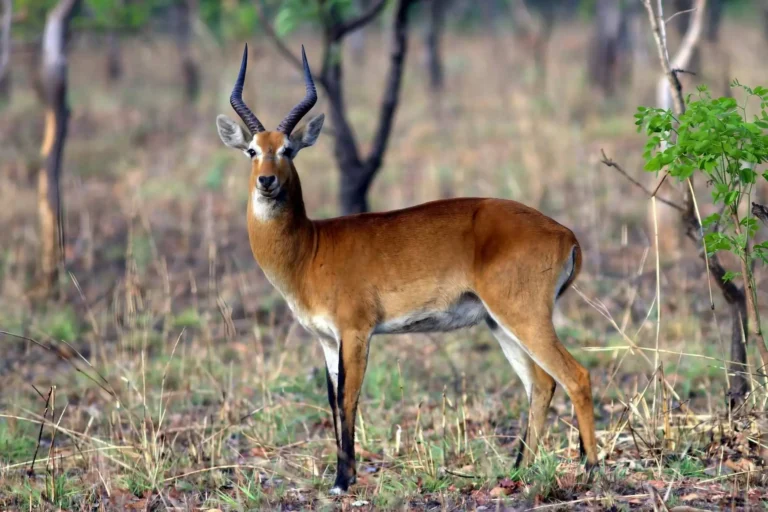 Image - N - Customized Wildlife Tours