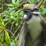 Ivory-Coast---iStock-1482187200
