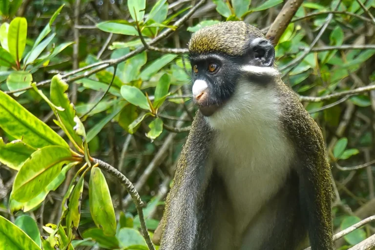 Ivory-Coast---iStock-1482187200