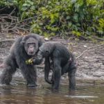 Liberia-Chimpanzee Island (3) Vos Travel