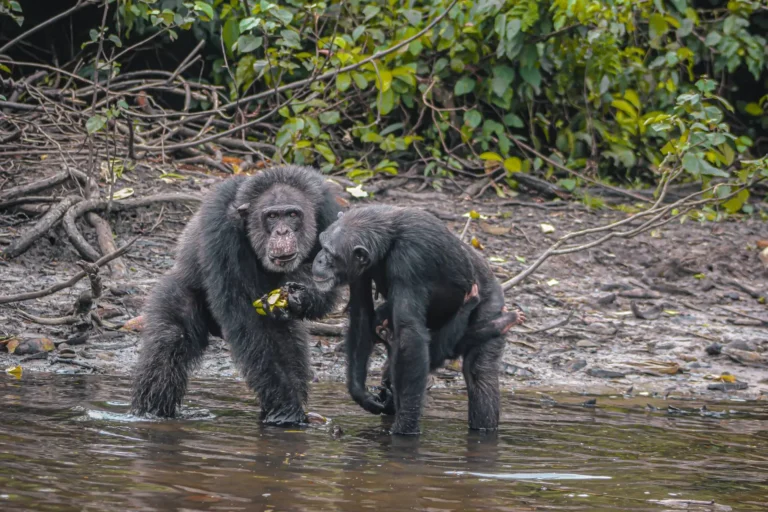 Liberia-Chimpanzee Island (3) Vos Travel