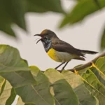 Newton_s Sunbird - photo credit Neil Bowman