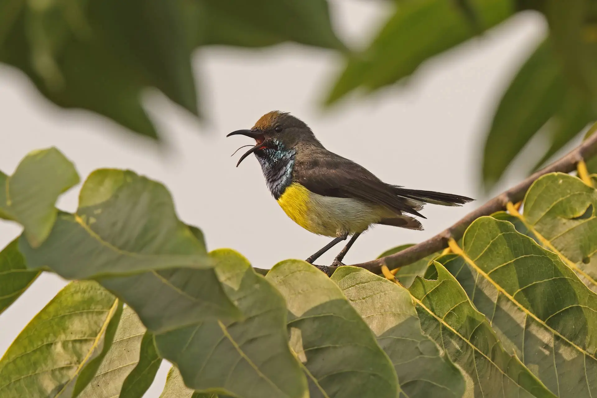 São Tomé and Príncipe Nature and Birding Tour – 8 Days