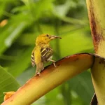 Principe Golden Weaver - photo credit Neil Bowman