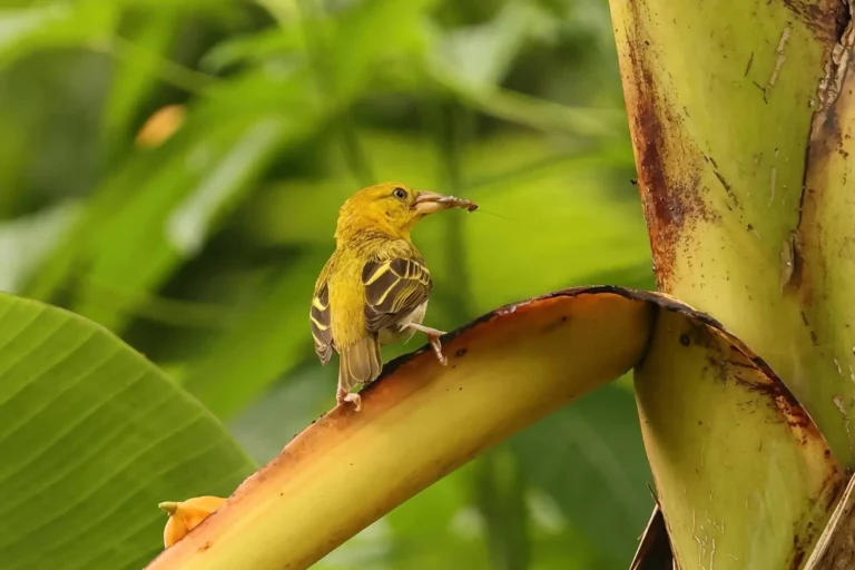 Principe Golden Weaver - photo credit Neil Bowman