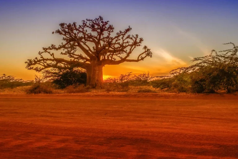 Senegal-Boabab Senegal