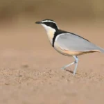Senegal-Egyptian Plover(Pluvianus aegyptius)