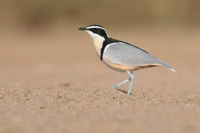 Senegal-Egyptian Plover(Pluvianus aegyptius)