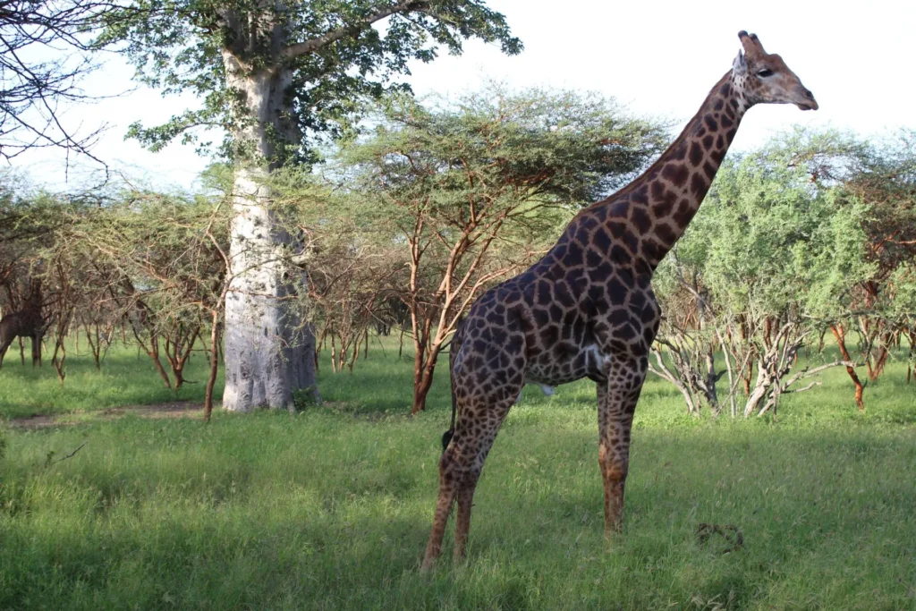 Senegal Giraff