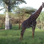 Senegal-IMG_0427