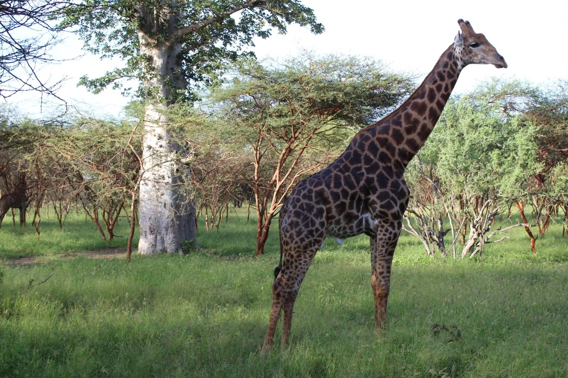 Senegal Culture and Wildlife Tour – 10 Days