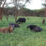 Senegal-IMG_0436