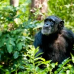 Sierra-Leone--iStock-511133669