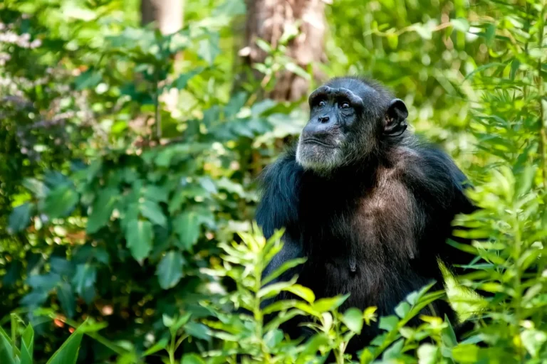 Sierra-Leone--iStock-511133669