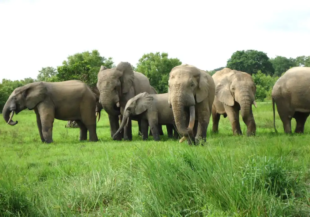Elephants - Mole National Park