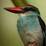 Sao-Tome_Principe-Blue-breasted Kingfisher photo credit Neil Bowman