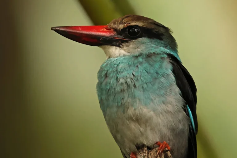 Sao-Tome_Principe-Blue-breasted Kingfisher photo credit Neil Bowman