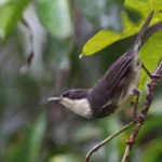 Sao-Tome_Principe-Dohrn_s Warbler-photo credit Neil Bowman