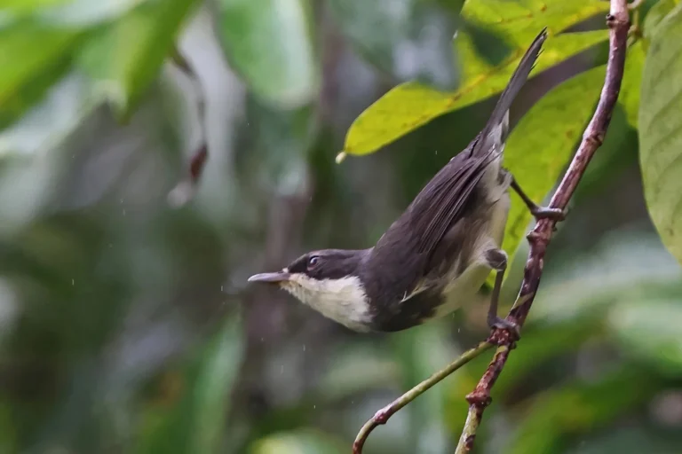 Sao-Tome_Principe-Dohrn_s Warbler-photo credit Neil Bowman
