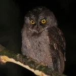 Sao-Tome_Principe-Principe Scops-owl Photo credit Neil Bowman