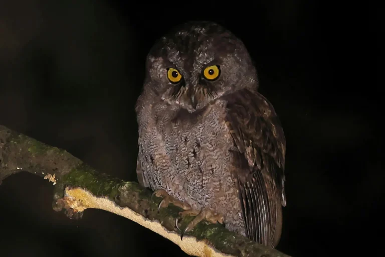 Sao-Tome_Principe-Principe Scops-owl Photo credit Neil Bowman