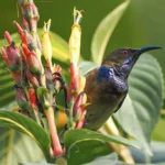 Sao-Tome_Principe-Principe Sunbird