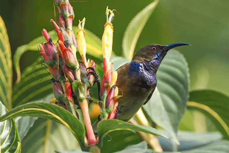 Sao-Tome_Principe-Principe Sunbird