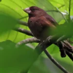 Sao-Tome_Principe-Sao Tome Grosbeak photo credit Neil Bowman