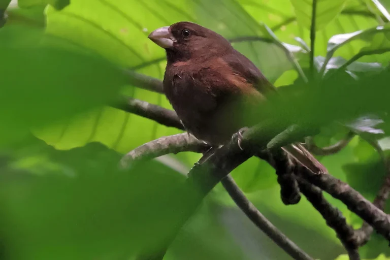 Sao-Tome_Principe-Sao Tome Grosbeak photo credit Neil Bowman