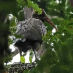 Sao-Tome_Principe-Sao Tome Ibis-Neil Bowerman