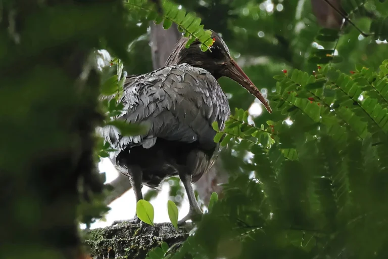 Sao-Tome_Principe-Sao Tome Ibis-Neil Bowerman