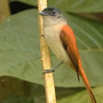 Sao-Tome_Principe-Sao Tome Paradise-flycatcher photo credit Neil Bowman
