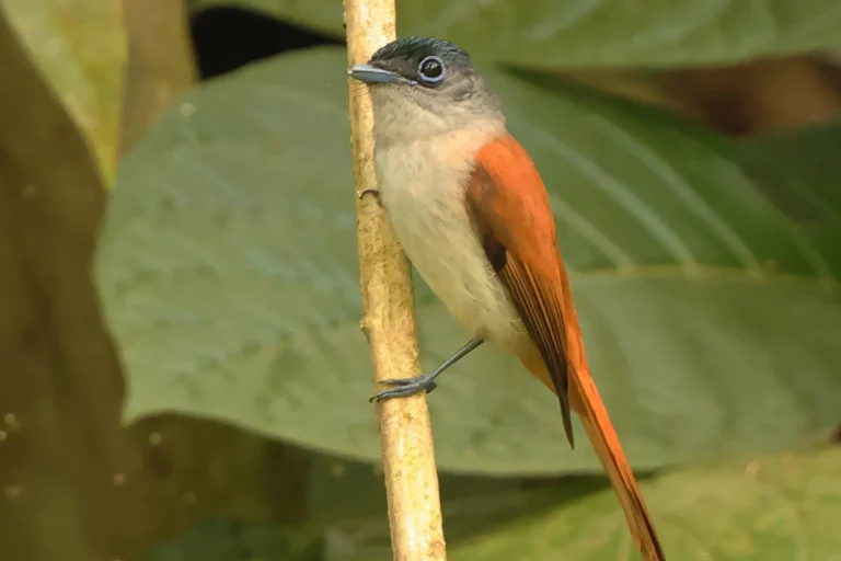 Sao-Tome_Principe-Sao Tome Paradise-flycatcher photo credit Neil Bowman