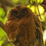 Sao-Tome_Principe-Sao Tome Scops Owl photo by Neil Bowman
