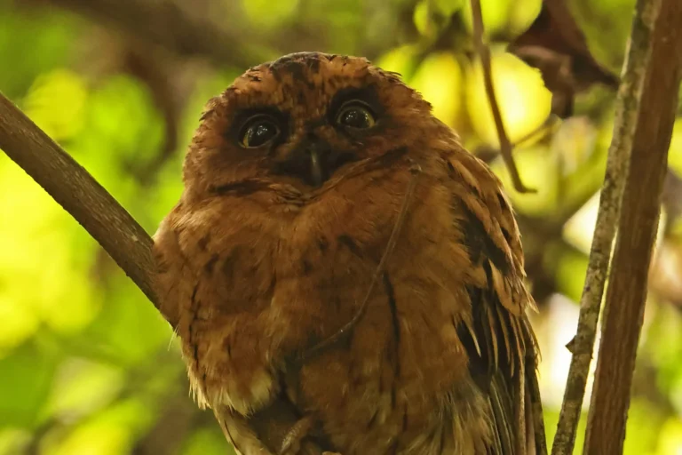 Sao-Tome_Principe-Sao Tome Scops Owl photo by Neil Bowman