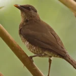 Sao-Tome_Principe-Sao Tome Thrush photo credit Neil Bowman