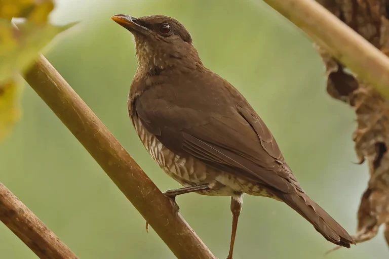 Sao-Tome_Principe-Sao Tome Thrush photo credit Neil Bowman