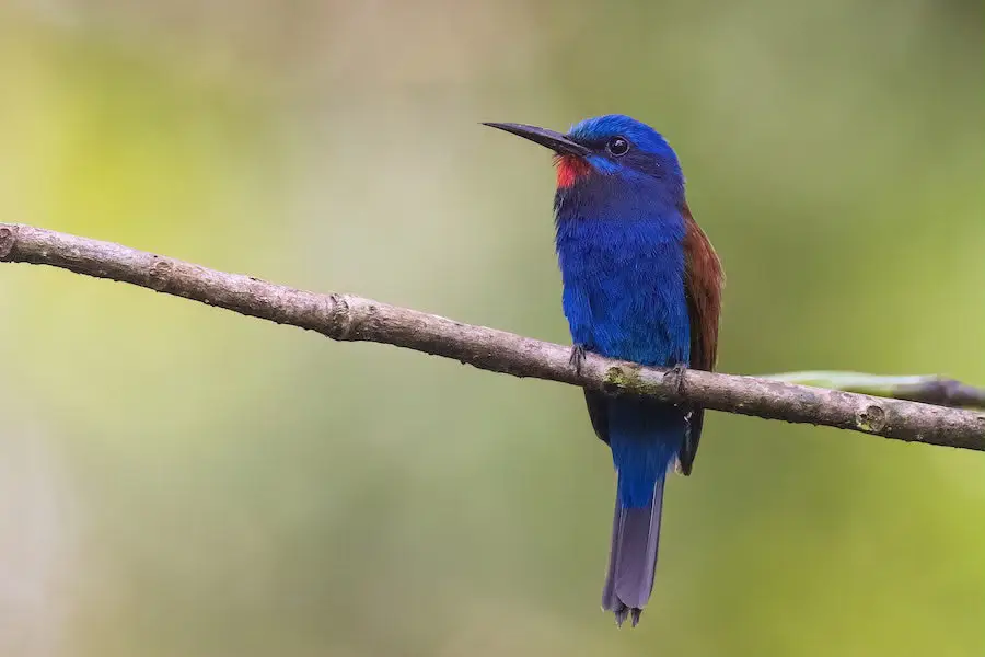 Nimba flycatcher